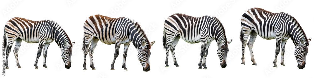Fototapeta premium Herd of Zebras Grazing in African Savanna Landscape