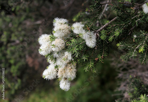 White flowers and green leaves on a Swamp Paperbark (Melaleuca ericifolia) tree