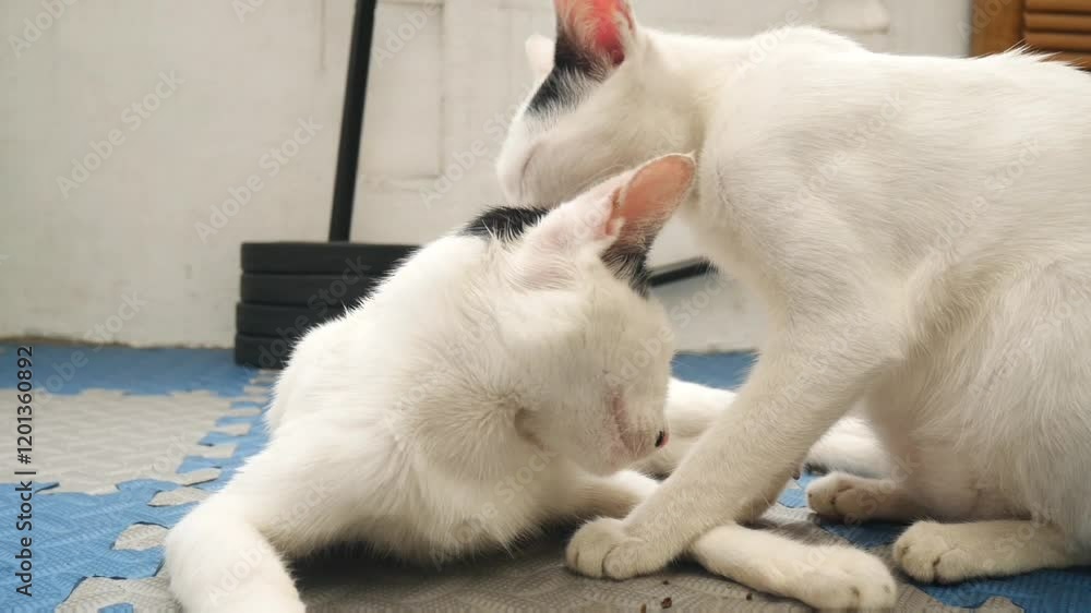 Cats lick their twins, showing affection and care Cats lick their twins, showing affection and care