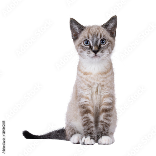 Obraz na plátně Cute house cat kitten, with tabby point pattern, sitting up facing front