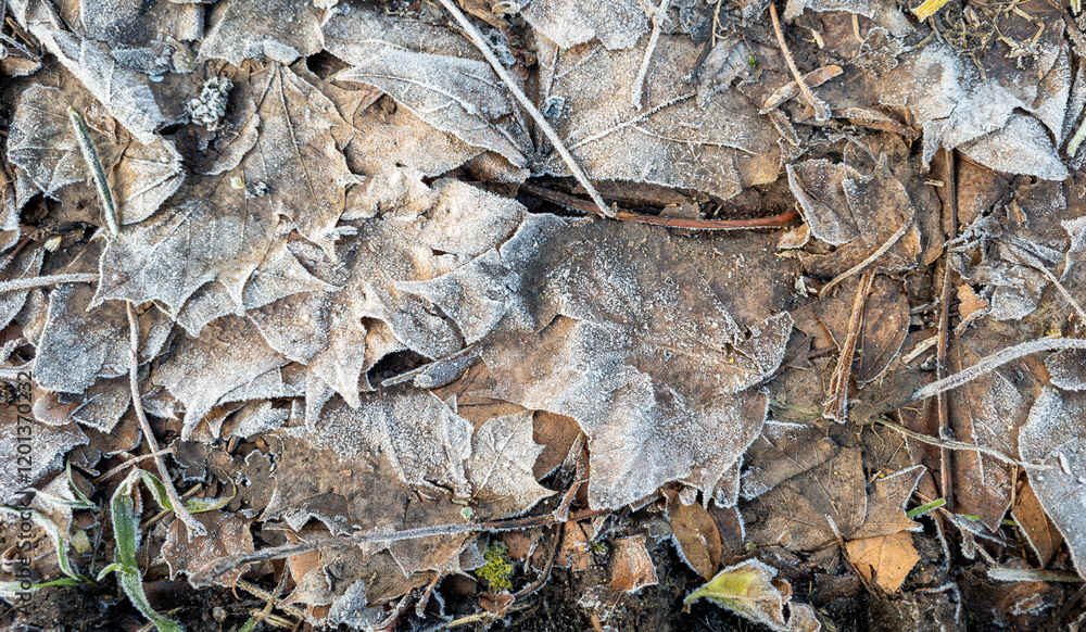 Fallen leaves on the ground covered in thick ground frost. Fallen leaves on the ground covered in thick ground frost.