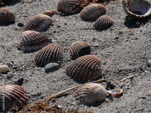 Knotige Herzmuschel Acanthocardia tuberculata liegen im Sand am Strand von Sotogrande Spanien photo