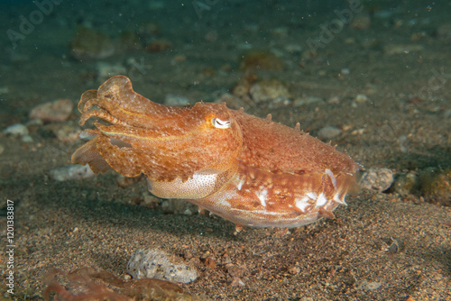 Cuttlefish in the Sea of the Philippines
 photo