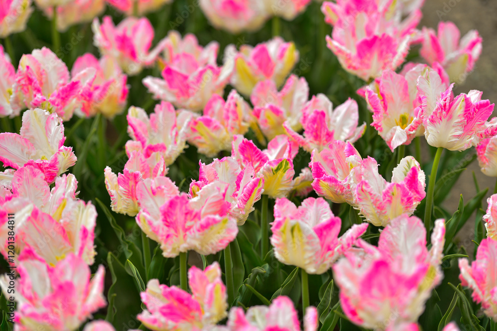 Fototapeta premium Spring blooming tulip field. Flowers tulips, Spring floral background.