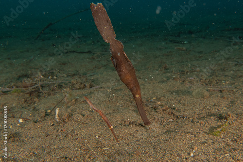 Ghost fish swim in the Sea of the Philippines
