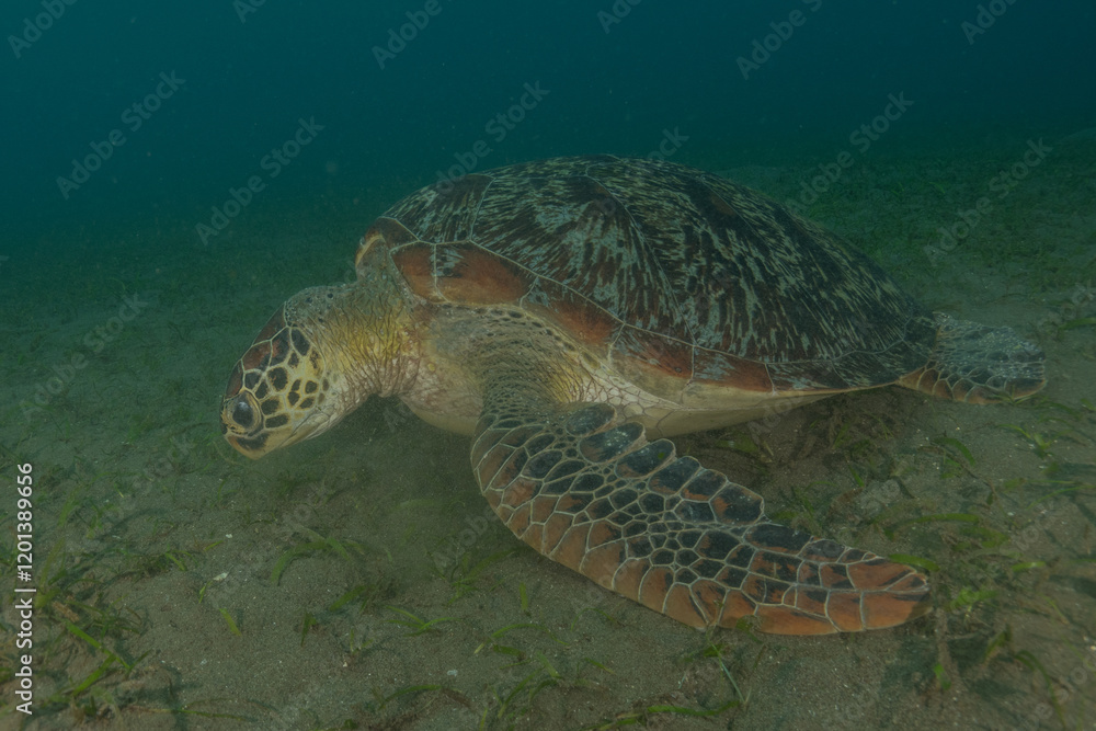 Fototapeta premium Hawksbill sea turtle in the Sea of the Philippines 