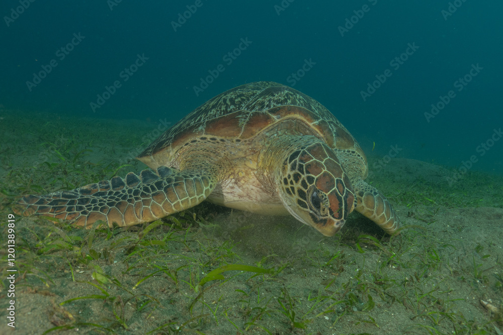 Fototapeta premium Hawksbill sea turtle in the Sea of the Philippines 