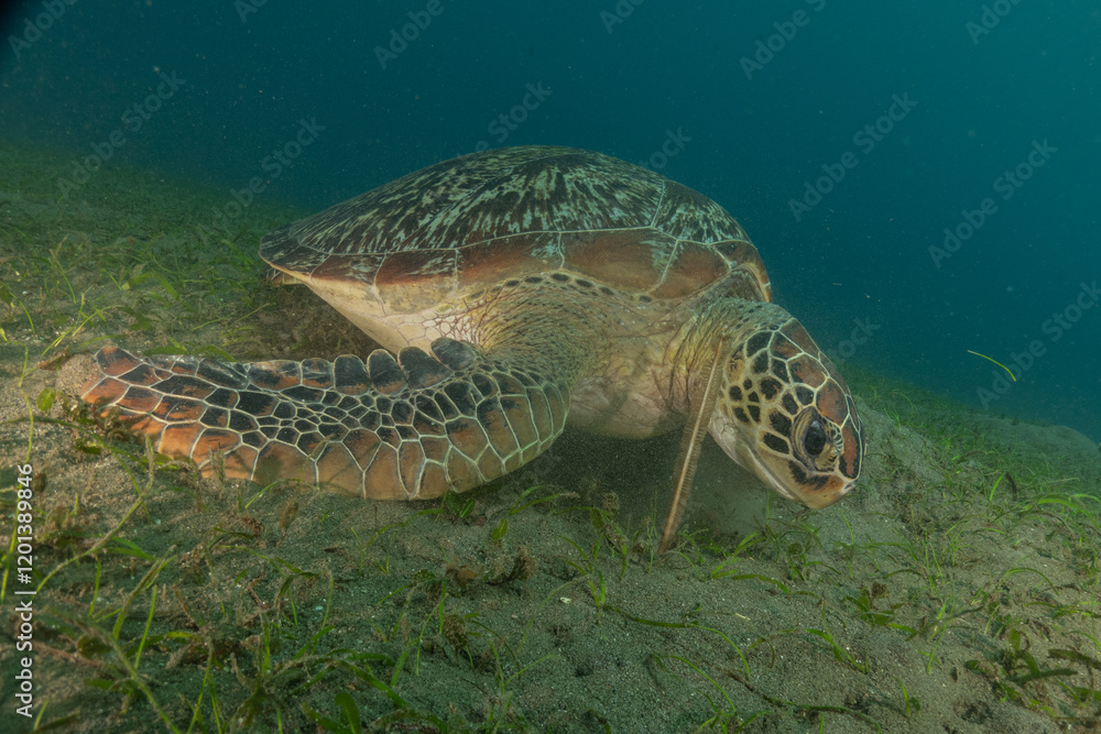 Fototapeta premium Hawksbill sea turtle in the Sea of the Philippines 