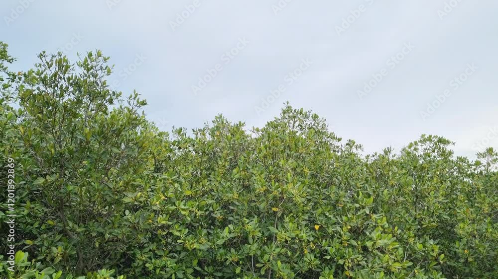 Coastal mangrove leaves exposed to wind in the afternoon in Pamekasan, Indonesia Coastal mangrove leaves exposed to wind in the afternoon in Pamekasan, Indonesia