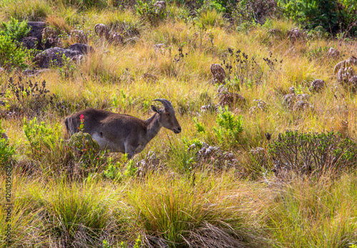 Photography Endangered Nigiri Tahr photographed in Eravikulam National Park (Munnar, Kerala)