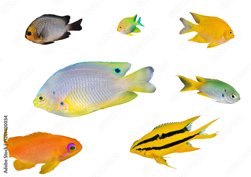 Damselfish Collection Set - Isolated PNG with Transparent Background Damselfish Collection Set - Isolated PNG with Transparent Background