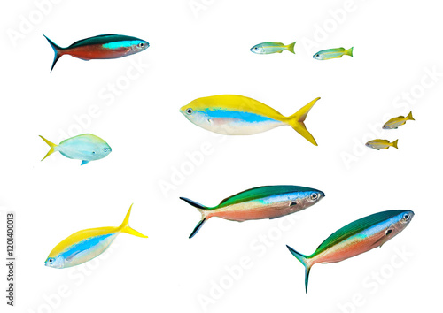 Fusilier Fish Collection - Isolated PNG with Transparent Background