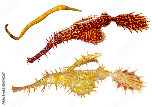 Pipefish Collection – Isolated PNG with Transparent Background photo