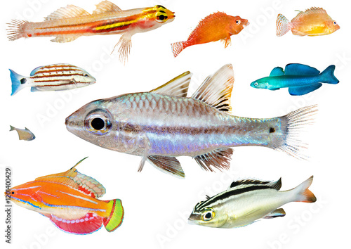 Tropical Reef Fish Collection - Isolated PNG with Transparent Background