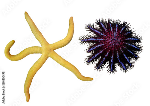 Wallpaper Mural Tropical Star Fish Collection- Isolated PNG with Transparent Background Torontodigital.ca