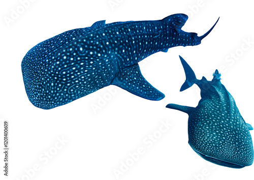Obraz na plátně Whale Shark, Rhincodon Typus  – Isolated PNG on Transparent Background