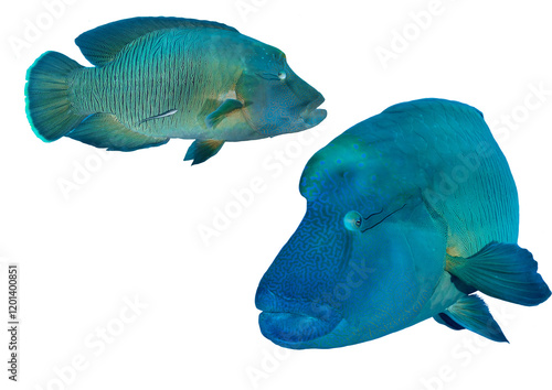 Humphead Wrasse Fish Collection From Tropical Waters Worldwide – Isolated PNG on Transparent Background