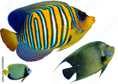 Angelfish Collection from Tropical Waters Worldwide – Isolated PNG on Transparent Background