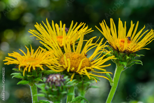 Elecampane flowers blooming, Inula helenium, with green leaves background photo