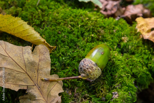 Autumn background fallen oak leaves and ripe acorns lie on the forest ground. Quercus robur, commonly known as petiolate oak, European oak photo