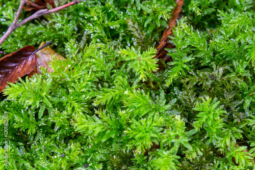 Mnium hornum, known as Swan's-neck Thyme-moss photo