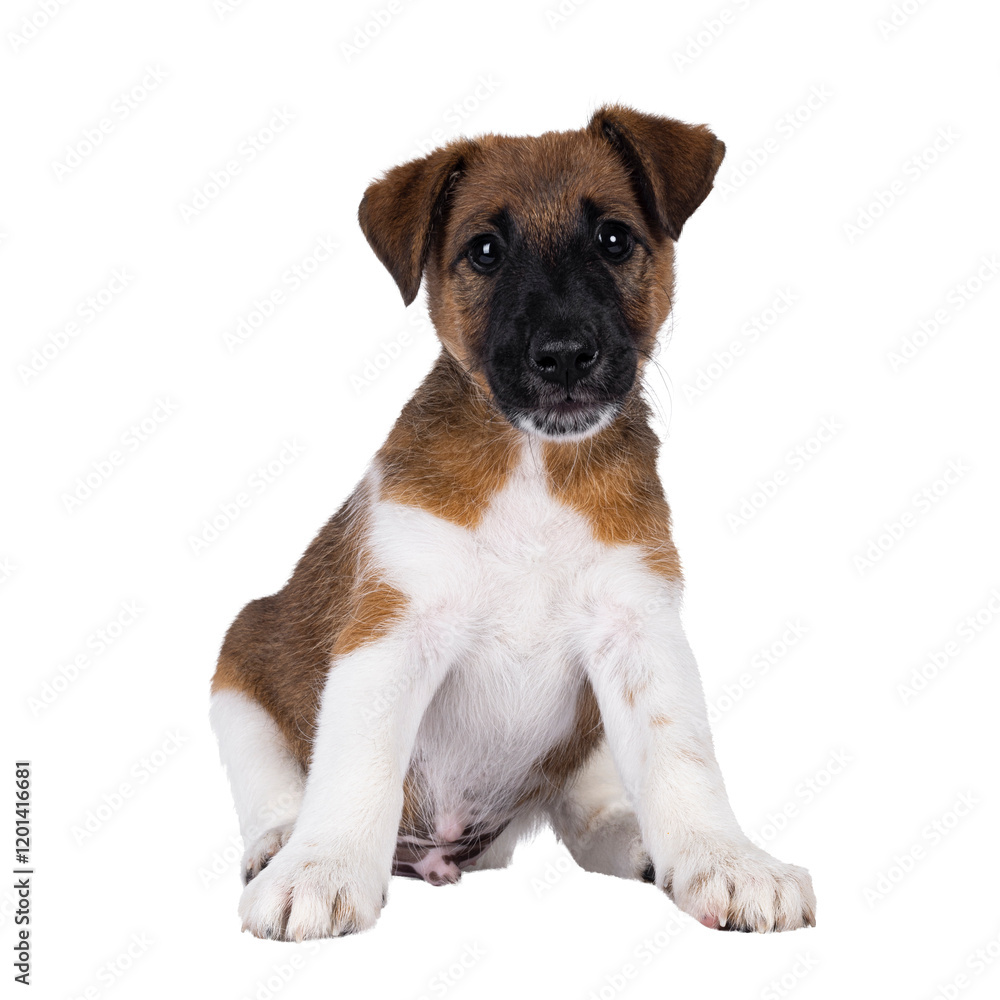 Cute white with brown Smooth Fox Terrier dog pup, sitting up facing front. Looking towards camera. Isolated cutout on a transparent background. Cute white with brown Smooth Fox Terrier dog pup, sitting up facing front. Looking towards camera. Isolated cutout on a transparent background.