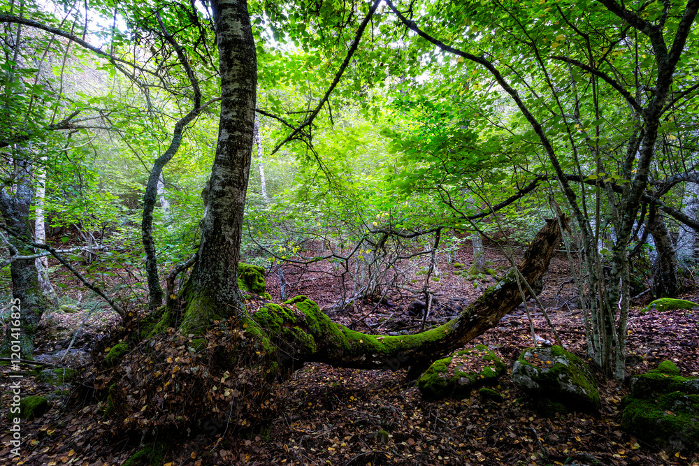 Obraz premium Abedular de Somosierra