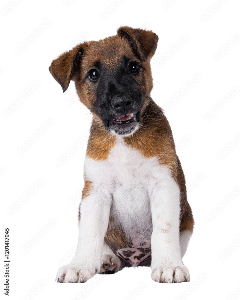 Cute white with brown Smooth Fox Terrier dog pup, sitting up facing front. Looking towards camera with silly huh expression. Isolated cutout on a transparent background. Cute white with brown Smooth Fox Terrier dog pup, sitting up facing front. Looking towards camera with silly huh expression. Isolated cutout on a transparent background.