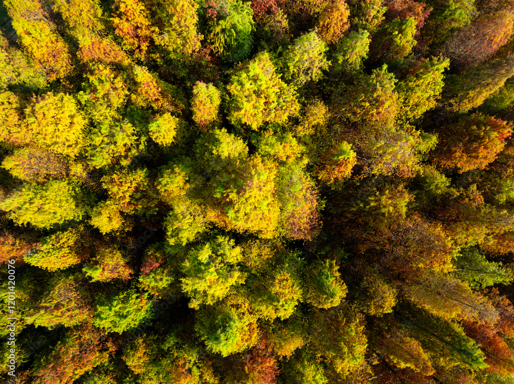 Aerial view of Bald Cypress forest in autumn and winter Aerial view of Bald Cypress forest in autumn and winter