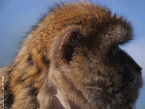 Freilebender Berberaffe Macaca sylvanus auf dem Felsen von Gibraltar photo