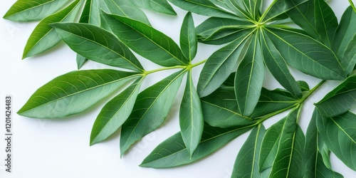 Wallpaper Mural Fresh cassava leaves displayed on a white background, highlighting the vibrant green color and unique shape of cassava leaves in a clean and simple arrangement. Perfect for food and nature themes. Torontodigital.ca
