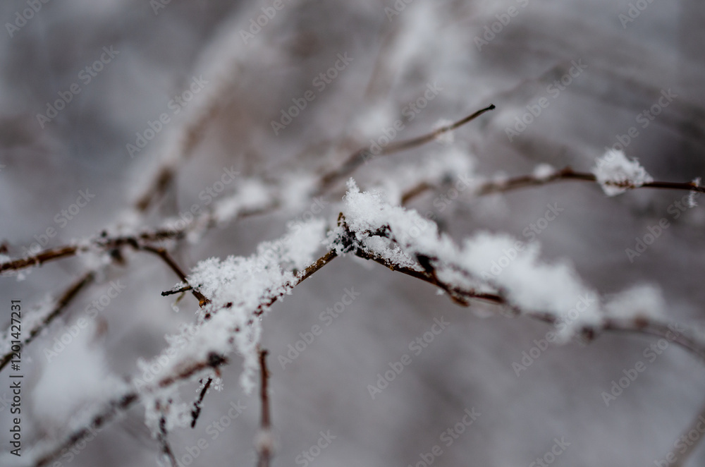 snow covered branches snow covered branches