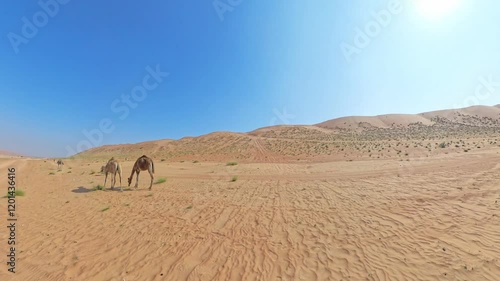 Two camels walking on a desert plane