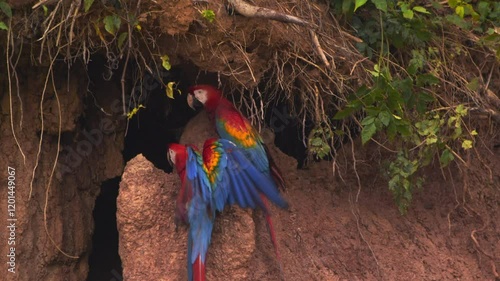 Scarlet Macaw flies in and joins its partner on the chuncho clay lick to consume the mineral rich mud