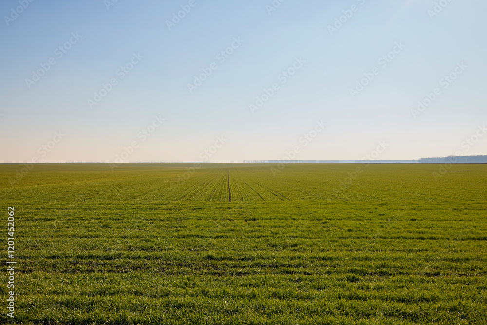 Fototapeta premium agricultural field with a wheat crop in January