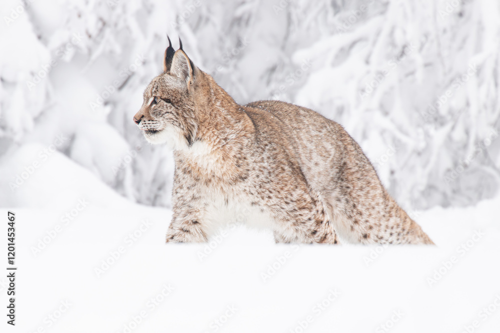 Obraz premium A young lynx walking gracefully on snow near the edge of a dense forest, its sharp eyes scanning the surroundings in the serene winter landscape.
