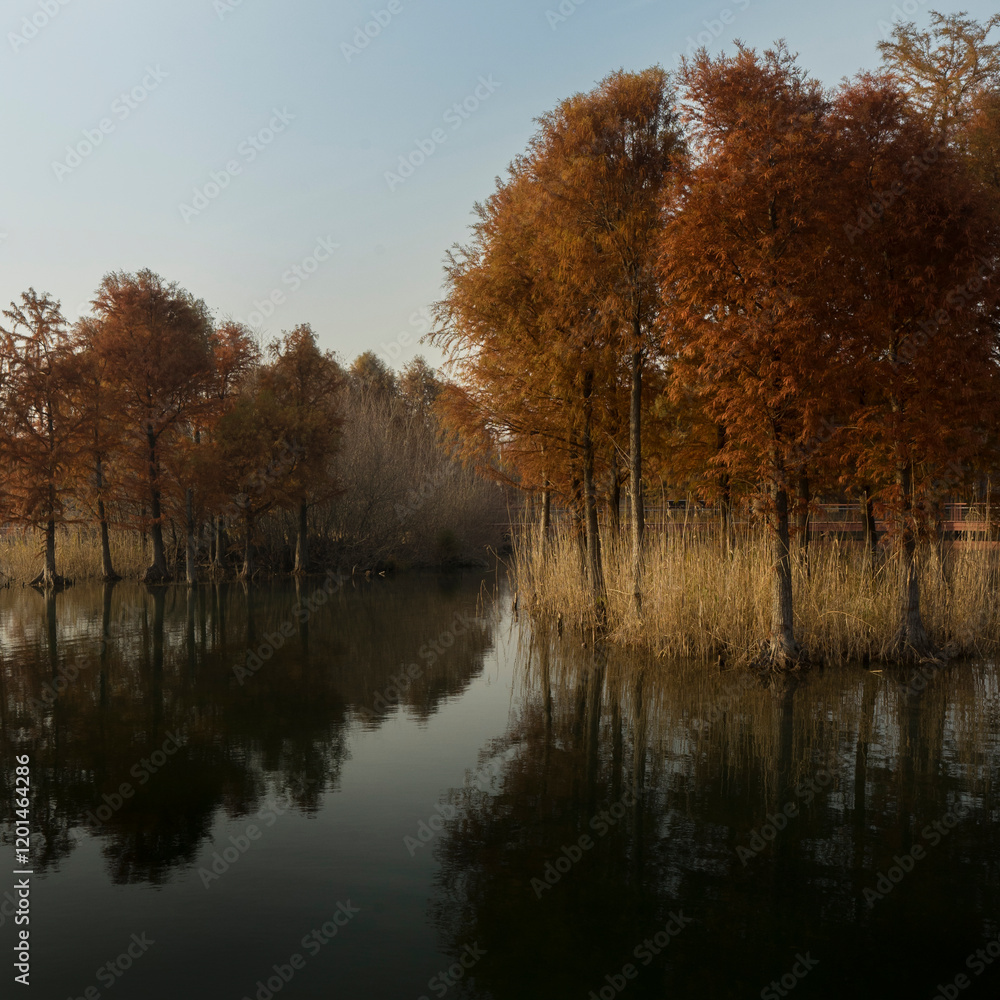 Obraz premium aquatic fir trees in wetland park