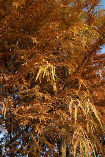 leaves of an unknown tree turning yellow in autumn photo