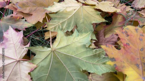 Background of wet fallen yellow, green and brown maple leaves