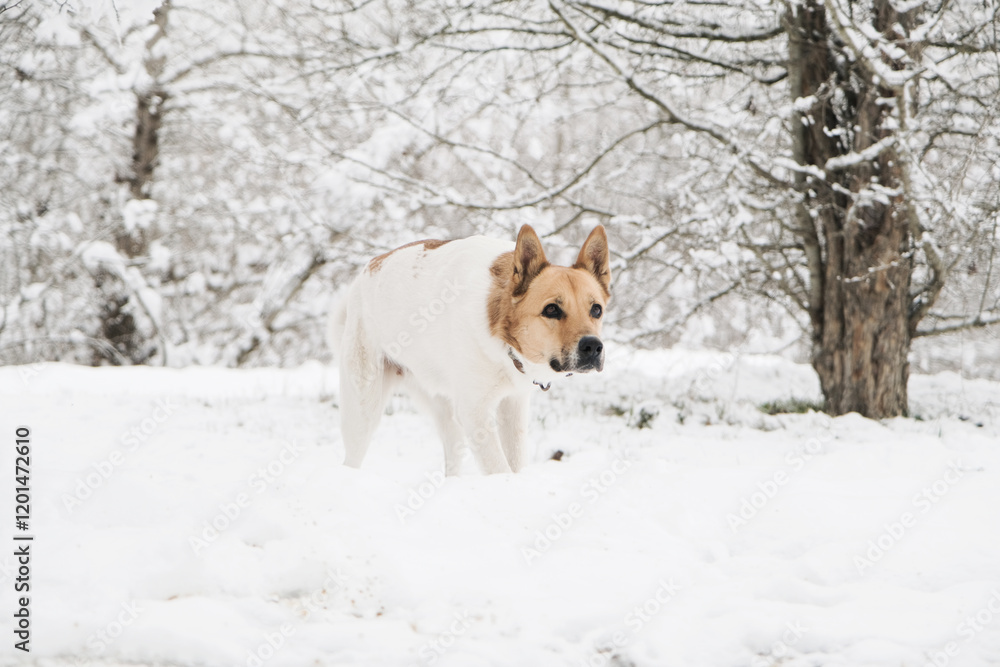 cute laika dog walking in snowy forest cute laika dog walking in snowy forest