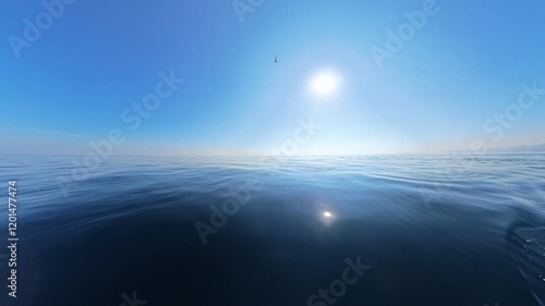 Dolphins swimming around a boat