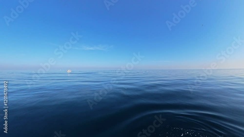 Dolphins swimming around boat