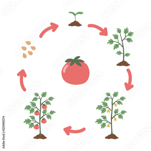 Tomato Life Cycle Illustration