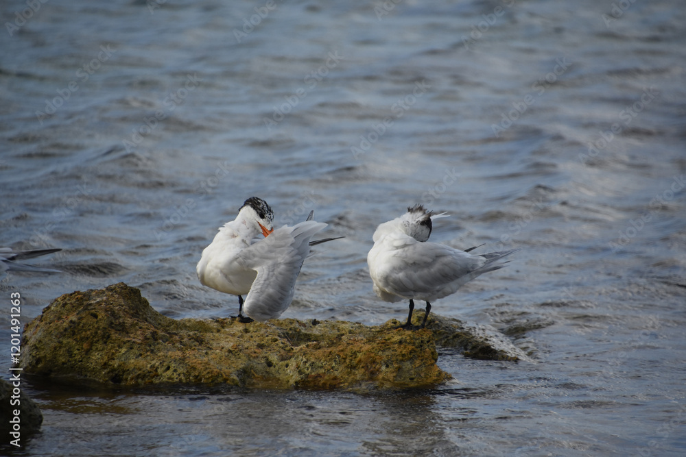 Pair of Terns Perched on Rocks in the Ocean Pair of Terns Perched on Rocks in the Ocean