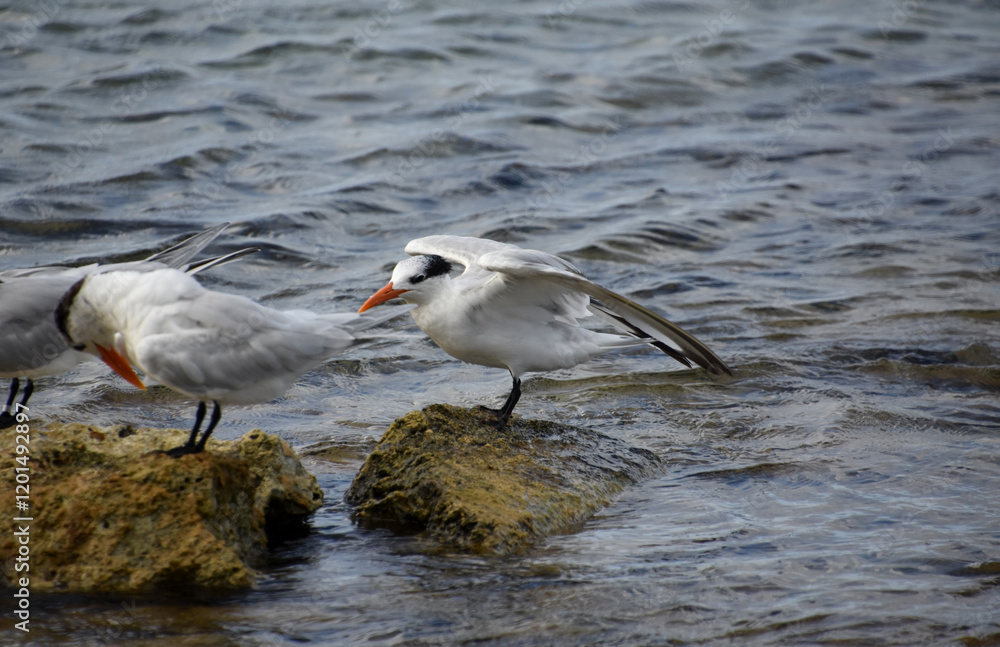 Pair of Tropical Terns on Lava Rock in the Water Pair of Tropical Terns on Lava Rock in the Water
