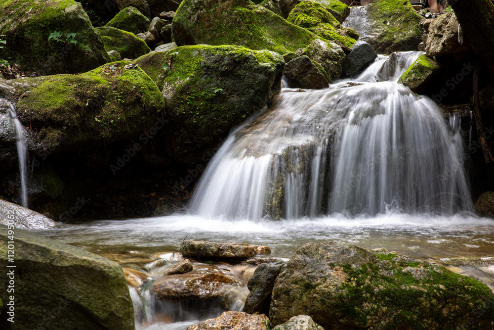 Fototapeta premium 이끼