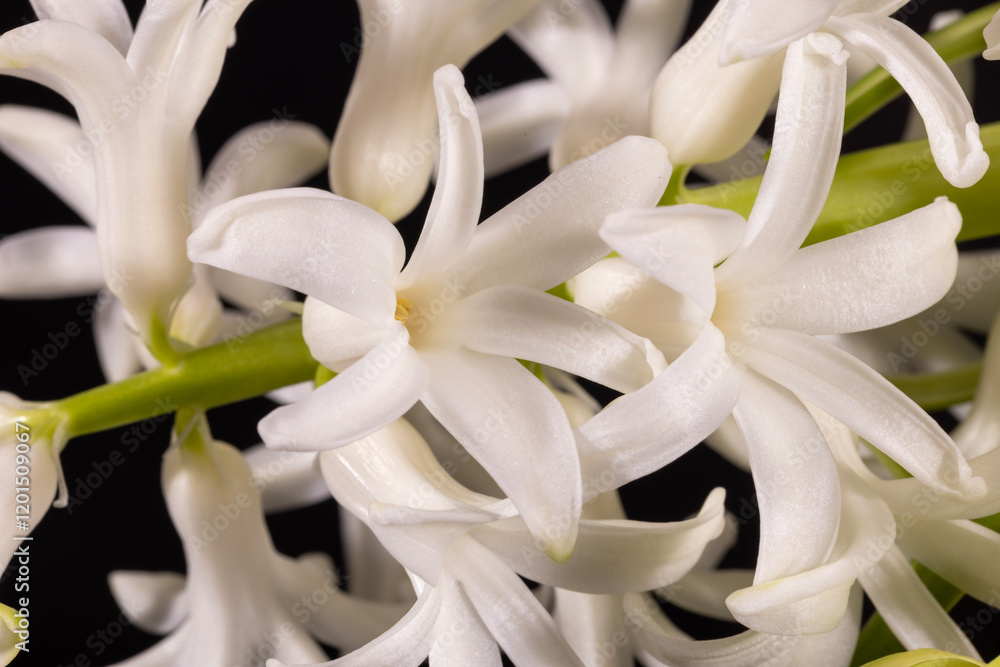 Delicate spring flower of white Hyacinth isolated on black background, close up
