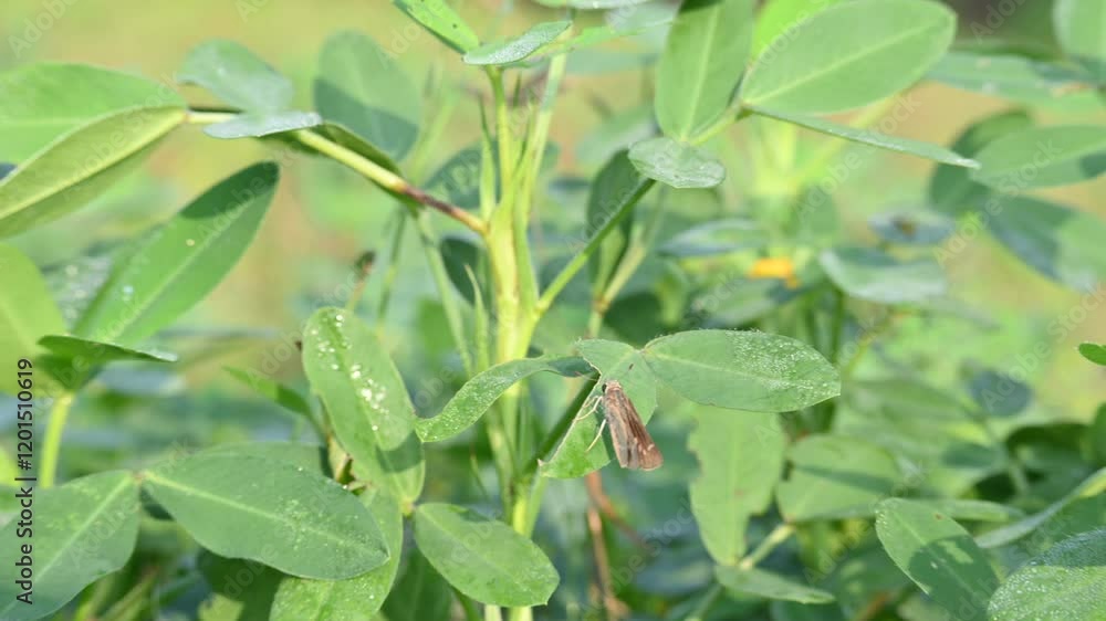 Peanut plant in field. Its other names Arachis hypogaea, groundnut, goober pea, pindar pea and monkey nut. This is a legume crop grown mainly for its edible seeds. Peanut plant in field. Its other names Arachis hypogaea, groundnut, goober pea, pindar pea and monkey nut. This is a legume crop grown mainly for its edible seeds.