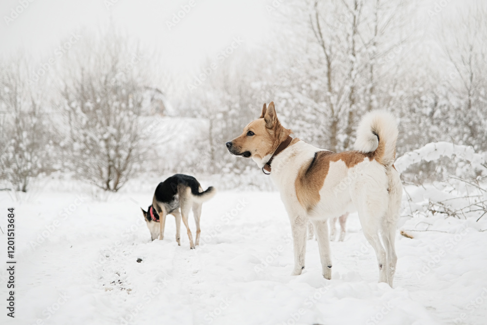 cute dogs walking in snowy forest cute dogs walking in snowy forest