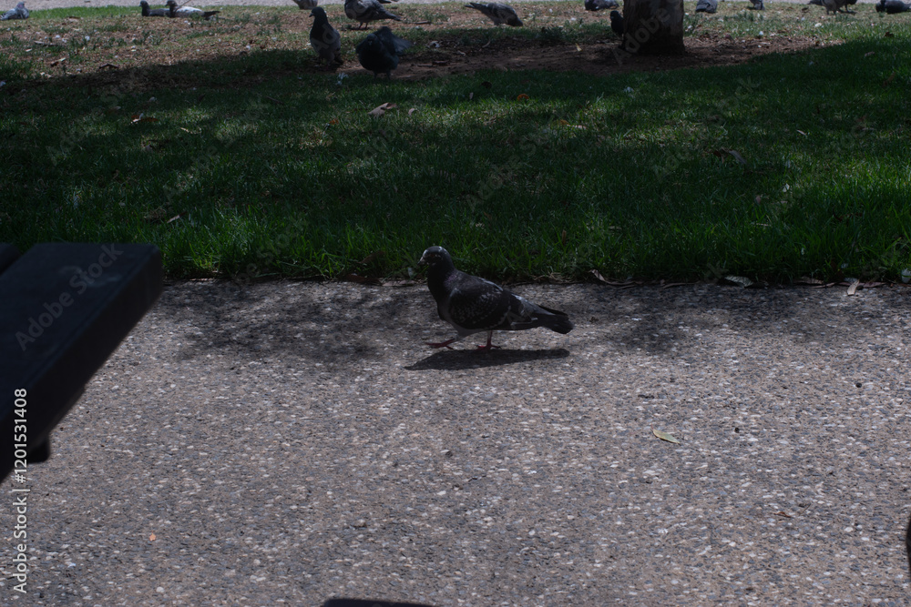 Obraz premium lone pidgeon